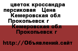 цветок кроссандра персиковая › Цена ­ 200 - Кемеровская обл., Прокопьевск г.  »    . Кемеровская обл.,Прокопьевск г.